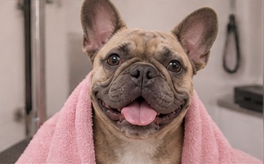 Professional pet grooming result