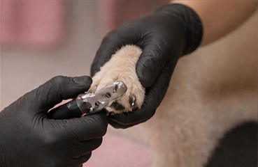 Mobile dog grooming
